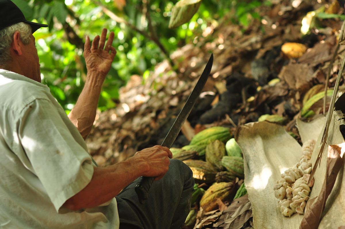 Point de vue d'un producteur de cacao
